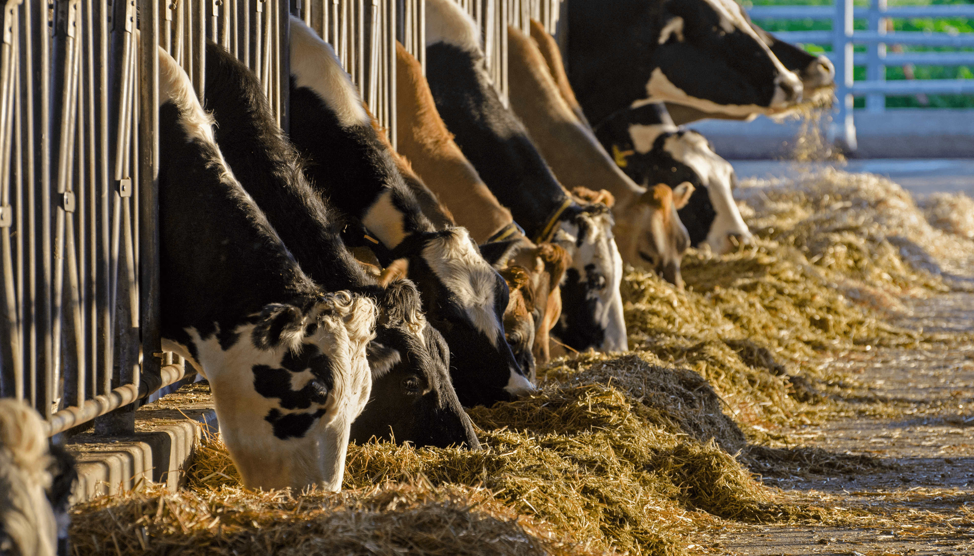 Des vaches laitières mangent dans un élevage