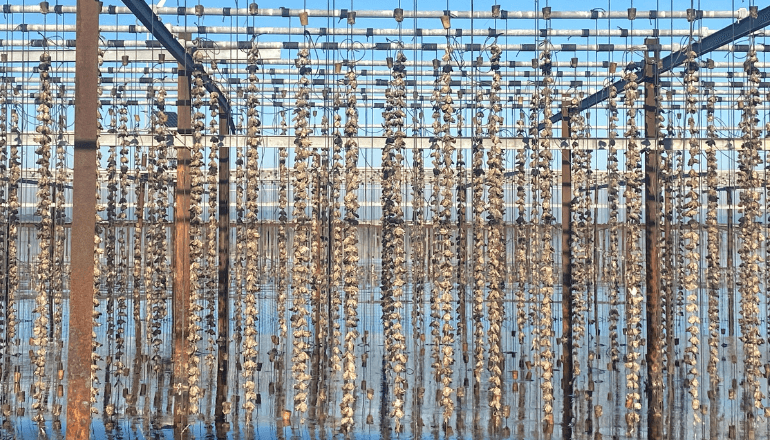 Les huîtres du bassin de Thau © T.O / Hérault Tribune
