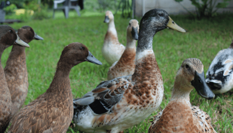 Elevage de canards ©Sallycat77