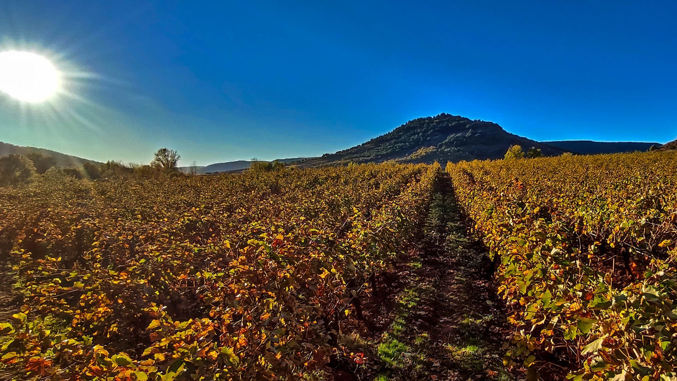 Vignobles en automne ©E.Brendle
