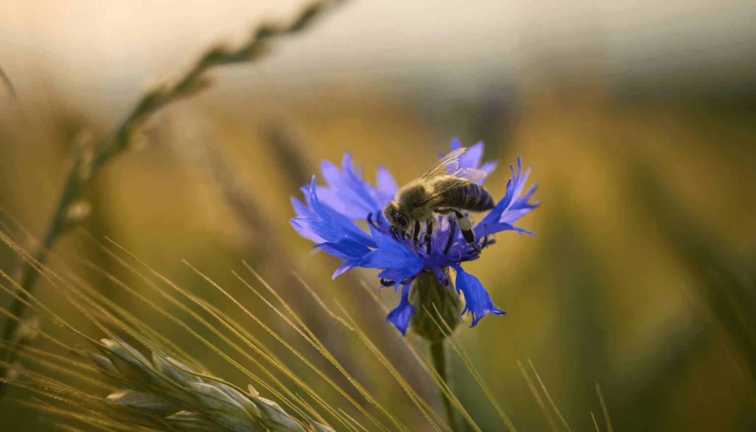 Une abeille dans un champs cultivé ©Tommes Frites