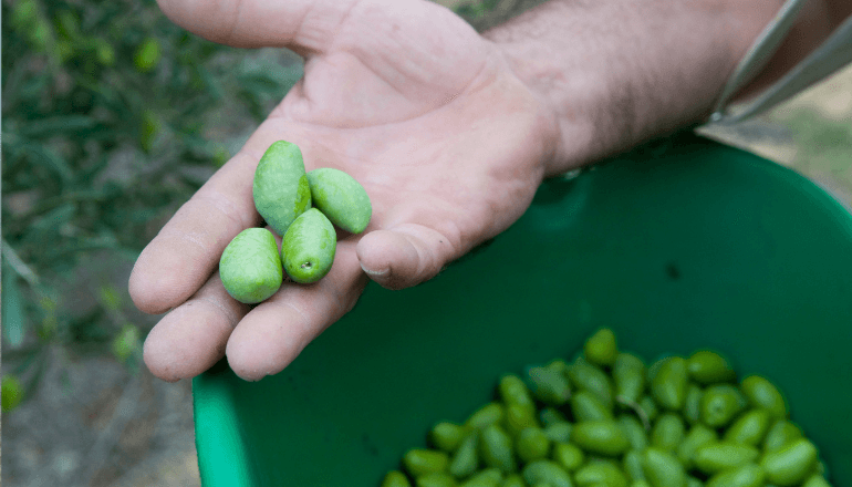 La gamme de produits a bien évolué depuis les débuts de Marc Berthomieu. ® A.G. / Hérault Tribune.