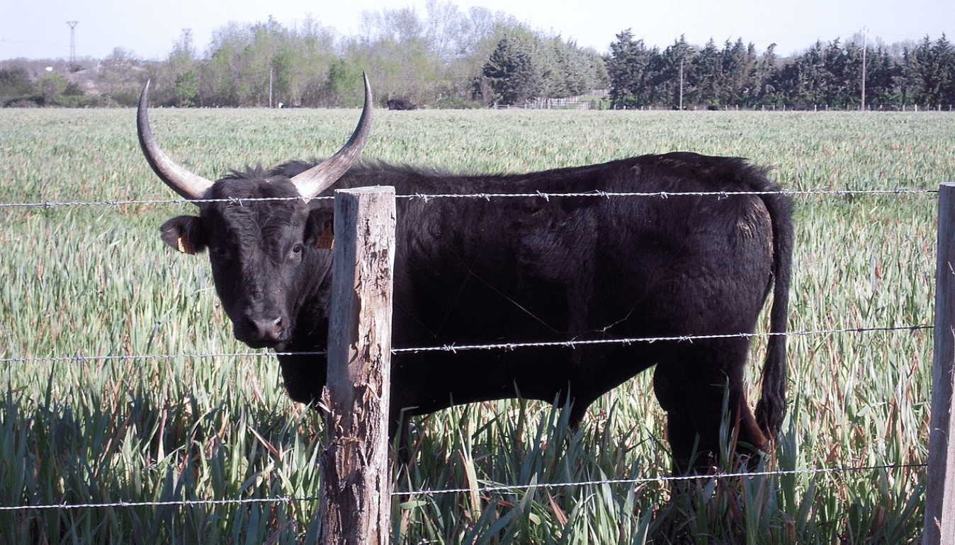 Taureau de Camargue a 3 4 ans ©Patrick Janicek